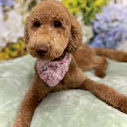Goldendoodles from Asias NC miniature golden doodles