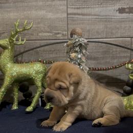 Autumn - Red fawn female Chinese Shar-Pei puppy in China, Michigan from Blackwitch Farms