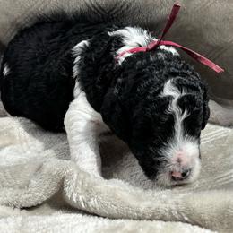 Thorne - Burgundy Collar - Black male Poodle puppy in Monroe, North Carolina from The Klepper Homestead