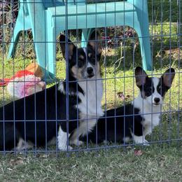 Teeter - Pembroke Welsh Corgi