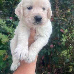 Blue Collar - Light golden male Golden Retriever puppy in Jesup, Georgia from Painted Platinum Retrievers (Painted Platinum Kennel) PPK