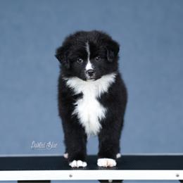 Lincoln - Black & white male Miniature American Shepherd puppy in Herriman, Utah from Painted Blue Aussies
