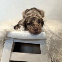 Labradoodle Puppies from Raising Doodles
