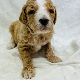 Aussiedoodle, Goldendoodle, Poodle, and Sheepadoodle Puppies from Kitandkboodle's Doodles
