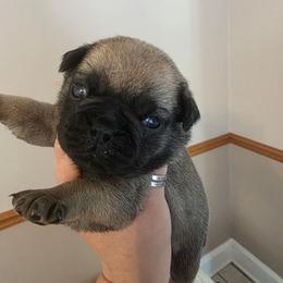 Girl 2 - Fawn female Pug puppy in Olin, North Carolina from Piggy Pugs