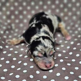 Kiri - Blue merle female Miniature Australian Shepherd puppy in Orrtanna, Pennsylvania from Mountain Top Shepherd's
