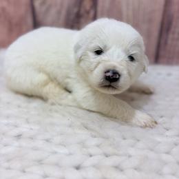 Clyde - Orange Collar - White male Great Pyrenees puppy in San Marcos, California from Faith Family Freedom Farm
