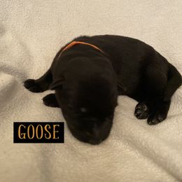 German Shepherd Puppies from High Voltage GSD