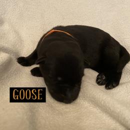 German Shepherd Puppies from High Voltage GSD