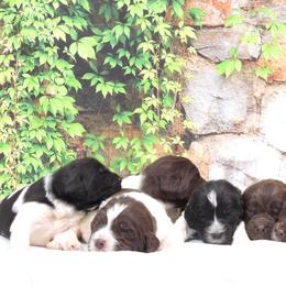 Newfoundland Puppies from Newfforu