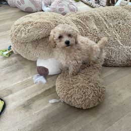 Australian Shepherd and Poodle Puppies from The Mason Farm