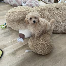 Australian Shepherd and Poodle Puppies from The Mason Farm