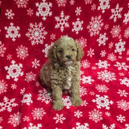 Cooper - Red male Cavapoo puppy in Copan, Oklahoma from Lebel Cavapoos