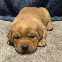 Paris - Yellow female Labrador Retriever puppy in Alcester, South Dakota from Theresa Rhodes