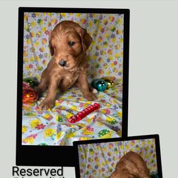 Blaze - Red  male Goldendoodle puppy in Water Valley, Mississippi from Olympian Doodles