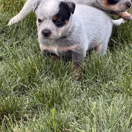 Durk - Blue male Australian Cattle Dog puppy in Billings, Montana from Sugarloaf French bulldogs and Australian cattle dogs