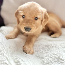Companion Cross Puppies from Happy Tails Mini Goldens