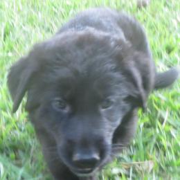 German Shepherd Puppies from V Diamondburg Kennels