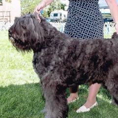 Bouvier des Flandres from Dragons Keep Bouviers