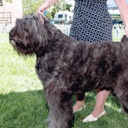 Bouvier des Flandres from Dragons Keep Bouviers