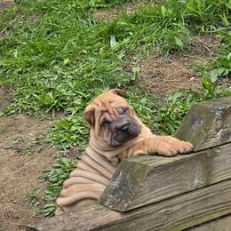 Boy 3 - Fawn male Chinese Shar-Pei puppy in Oil City, Pennsylvania from Hannaggin Shar Pei