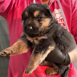 Black and Tan Male 1 - Black and tan male German Shepherd puppy in Tafton, Pennsylvania from Pocono GSD