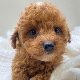 Murray - Red male Cavapoo puppy in Walterboro, South Carolina from Puddlejumpers