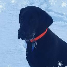 Snowie - Labrador Retriever