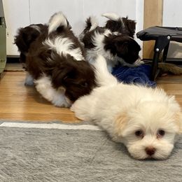 Havanese Puppies from Coco’s Puppies
