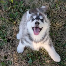 Falcon - Black and white male Siberian Husky puppy in Webster City, Iowa from Kaleidoscope Kennels
