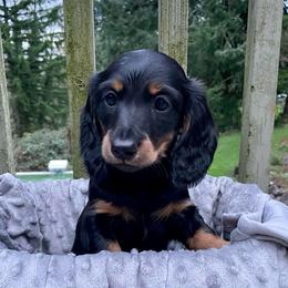 Clyde - Black and tan male Dachshund puppy in Chehalis, Washington from Devoted Doxies - DLL