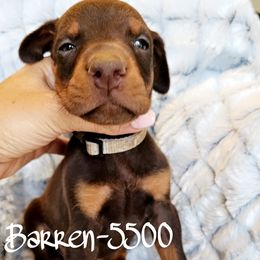 Barren - Red and rust male Doberman Pinscher puppy in Aurora, Indiana from Double-Take Doberman Kennels