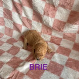 Brie - Apricot female Cavapoo puppy in Sherwood, Michigan from Patrick's Puppies