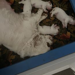 Clumber Spaniel Puppies from Briton Clumber Spaniels