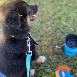 Australian Shepherd Puppies from Malin Family Aussies