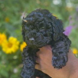 White boy - Black male Cockapoo puppy in Rigby, Idaho from Elkington Family Farms LLC