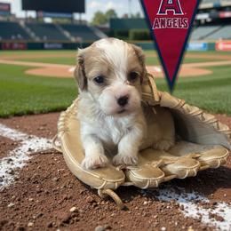 Angel - Buff and white female Cockapoo puppy in Elgin, Texas from Good Grief Doodles
