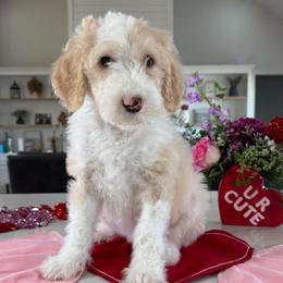 Purple Collar - Fawn and white female Sheepadoodle puppy in Indiahoma, Oklahoma from Farm Fresh Doodles