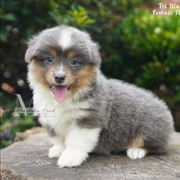 Eden - Blue female Pembroke Welsh Corgi puppy in Straughn, Alabama from Magnolia Creek Corgis