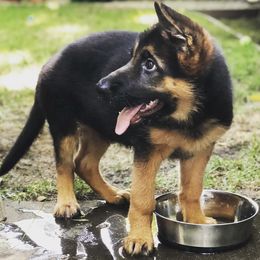 German Shepherds from De La Paz German Shepherds