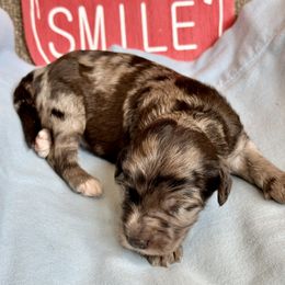 Aussiedoodle, Australian Shepherd, Dachshund, and Miniature Australian Shepherd Puppies from Bline’s Awesome Aussies at the Bline Family Farm