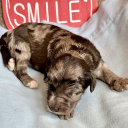 Aussiedoodle, Australian Shepherd, Dachshund, and Miniature Australian Shepherd Puppies from Bline’s Awesome Aussies at the Bline Family Farm