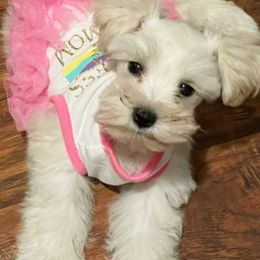 Miniature Schnauzers and Pomeranians from Goulden_Pups