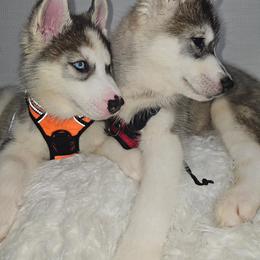 Siberian Husky Puppies from Springfield Huskies