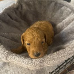 Miniature Schnauzer, Poodle, and Yorkshire Terrier Puppies from Copper Rose Farm