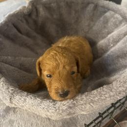 Miniature Schnauzer, Poodle, and Yorkshire Terrier Puppies from Copper Rose Farm