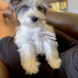 Grayson - Parti male Miniature Schnauzer puppy in Jefferson, Oregon from Whiskey Meadows Miniature Schnauzers