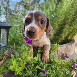 Dachshund Puppies from Bluegum Dachshunds