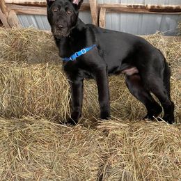 German Shepherd Puppies from Westbound German Shepherds