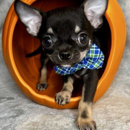 Victor - Black and tan male Chihuahua puppy in Niagara County, New York from Coolballow Chihuahuas